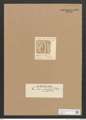 Diatomeae indet. Zeichnungen Sammlung Grunow Nr. 1832 (NHMW-BOT-W0368759)